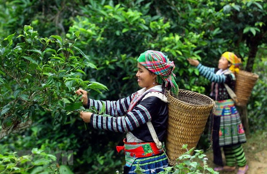 Tìm hiểu về trà Shan Tuyết