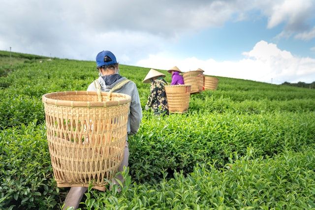 Thai Nguyen Green tea